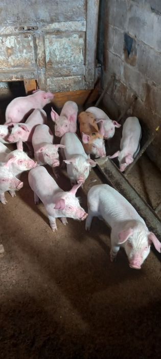 Поросята м'ясного напрямку