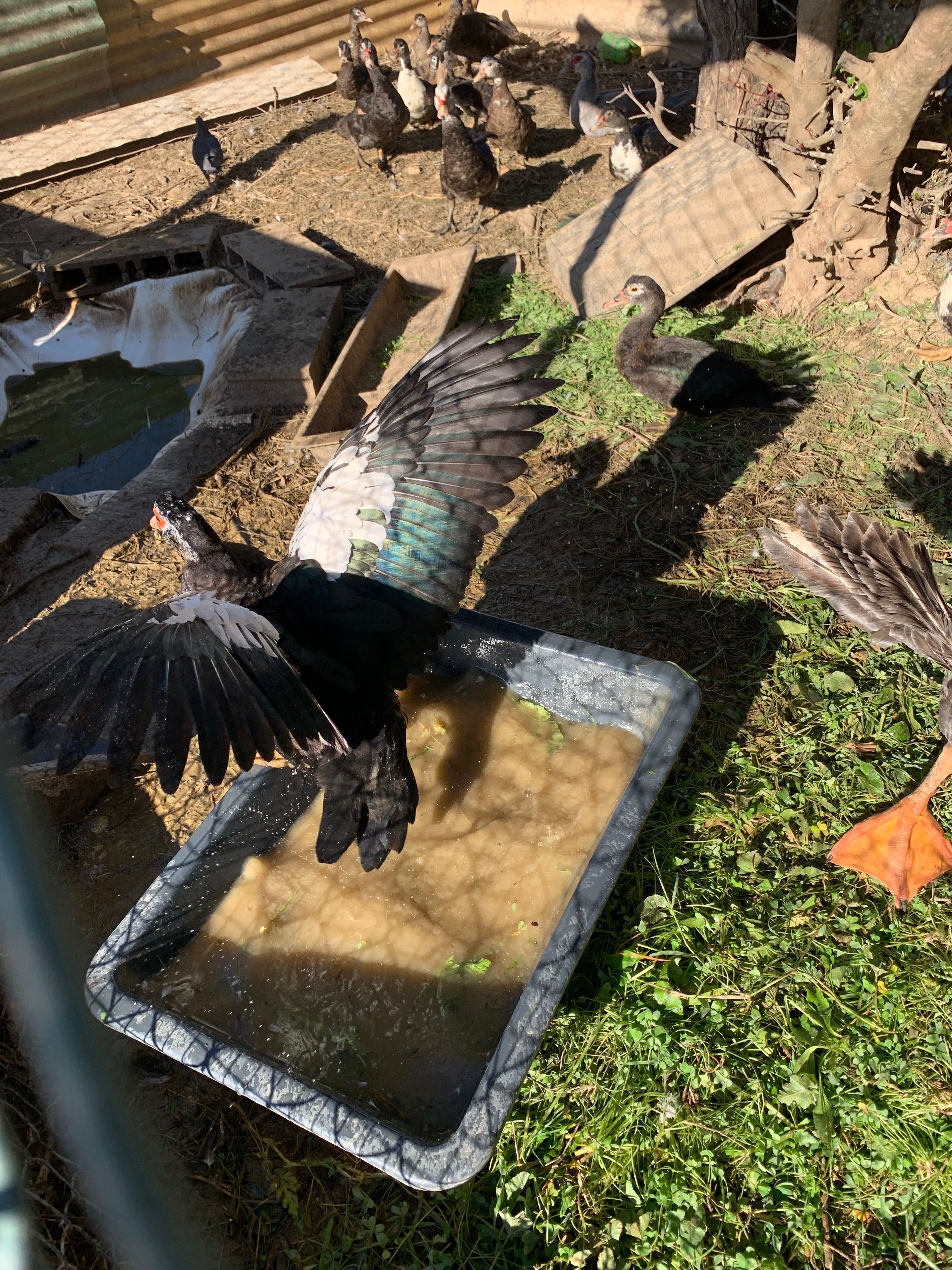 Patos mudos vários tamanhos
