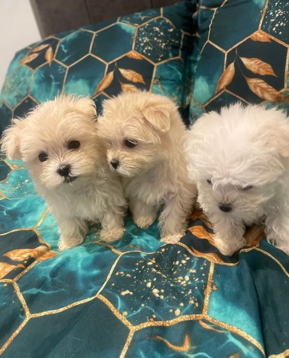 Maltańczyk Szczeniaczek