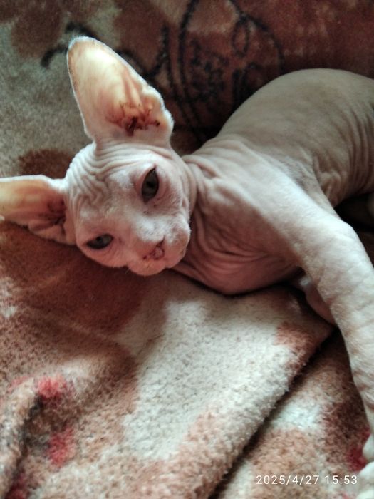 Канадский сфинкс