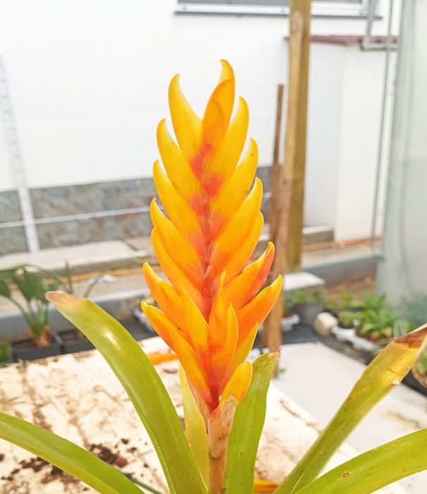 Bromélias e Maranta