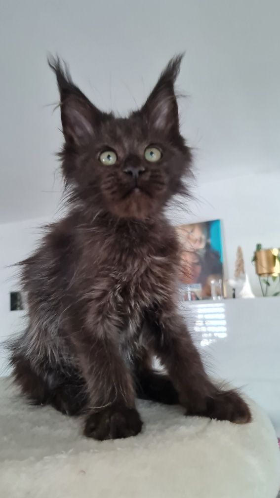 Maine coon  kotka czarna
