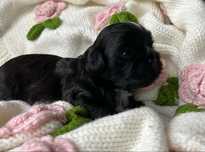 Shih tzu czarny chłopiec samiec