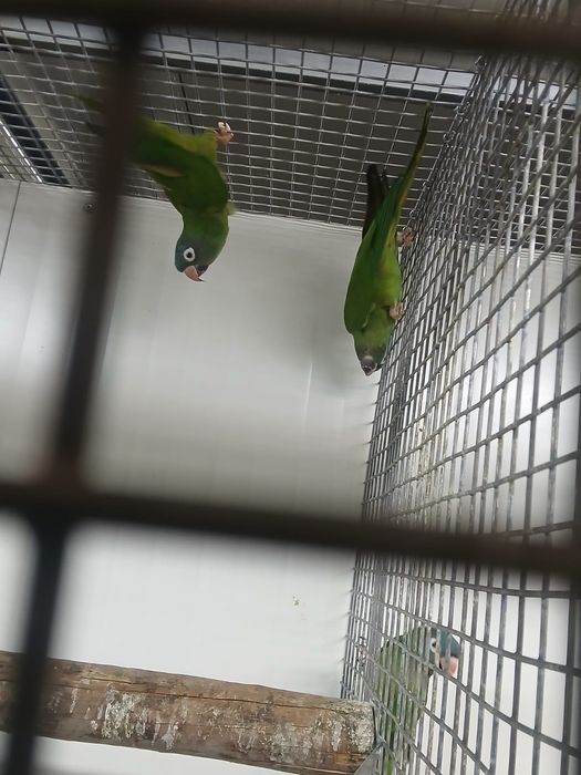 Aves 2  casais de conures cabeça azul