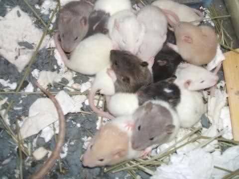 Крысята голубого окраса