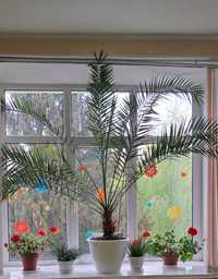 Фінікова пальма - кімнатна рослина