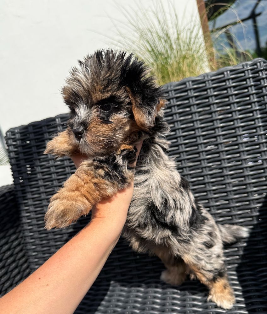 Śliczna suczka Blue Merle Yorkshire Terrier