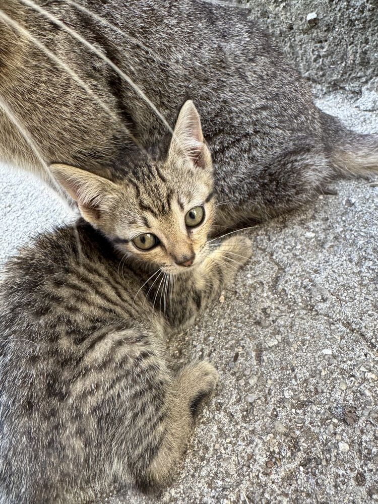 Gatinha para ADOÇÃO
