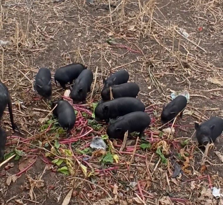 Вьетнамские поросята продам