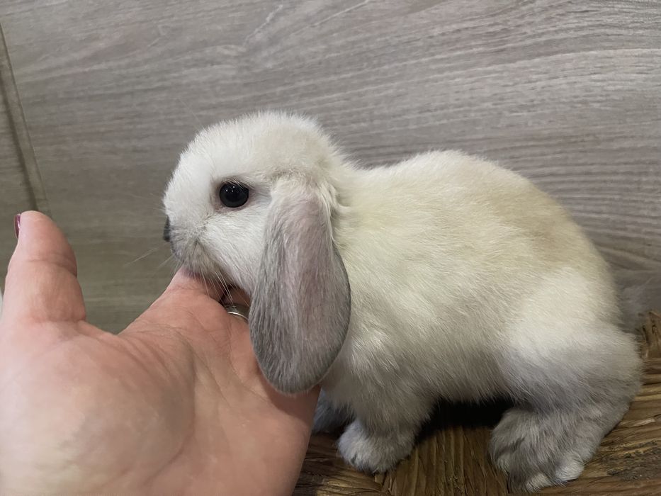 Декоративный кролик Мини Лоп, висловухий кролик
