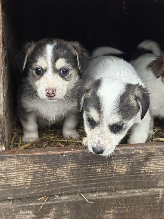 Безкоштовно Віддам песиків(дівчатка)