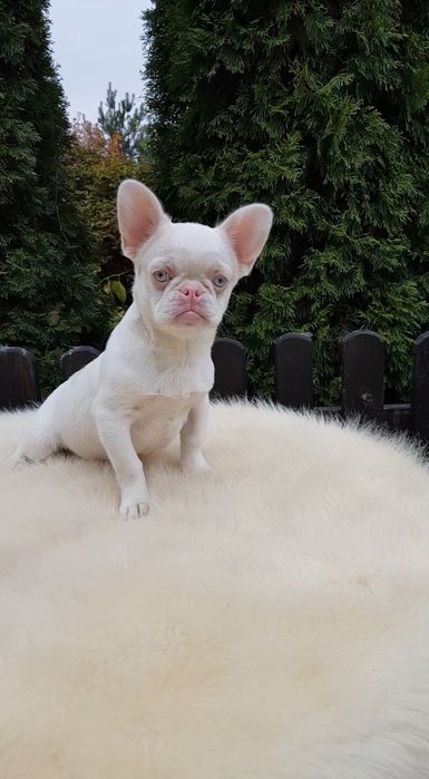 Французький бульдог пінк