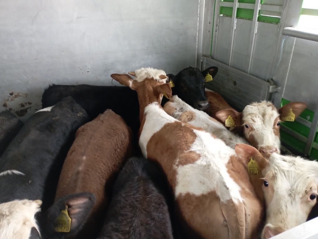 Byczki jałówki odsadki polskie mięsne 14 szt
