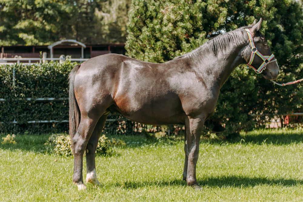 Ogier ślaski- Arrab