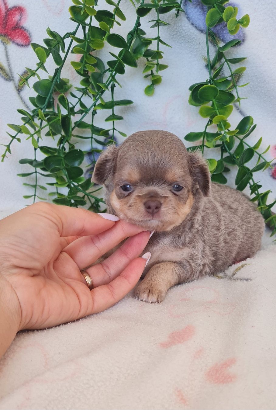 Excelente menina mini semi pelo Chihuahua/Chiuaua de Qualidade, linhag