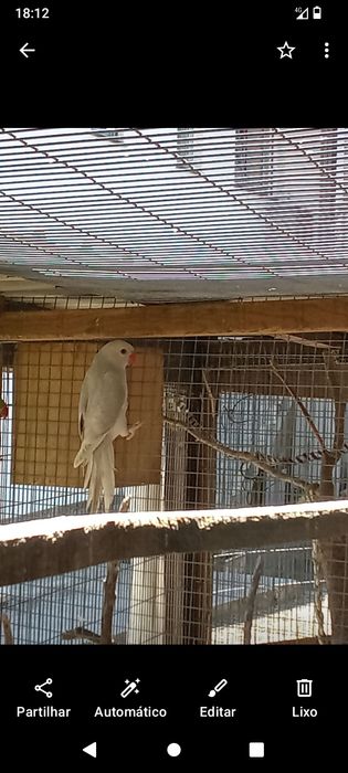 Ring neck fêmea 2025