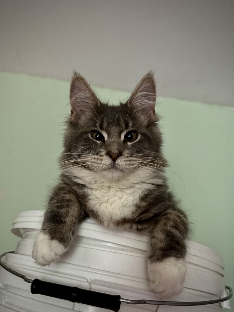 Kotka maine coon rodowód FPL