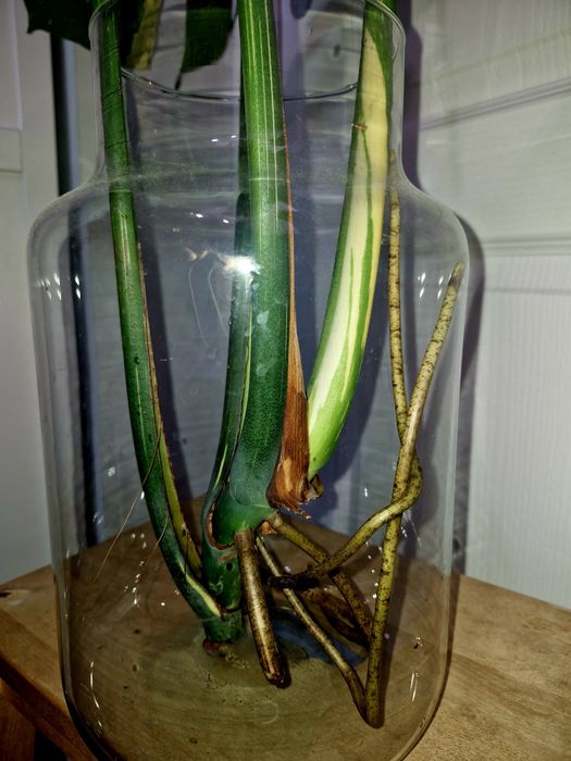 Monstera thai constellation