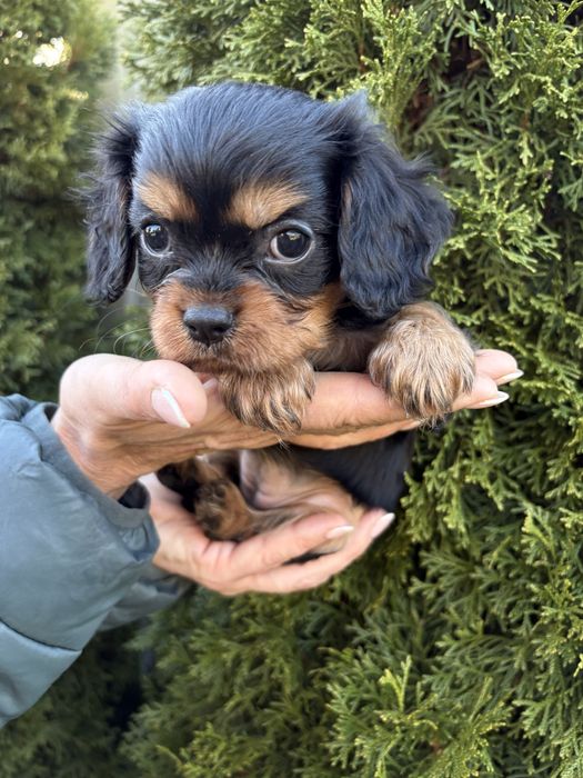 Cavalier King Charles Spaniel