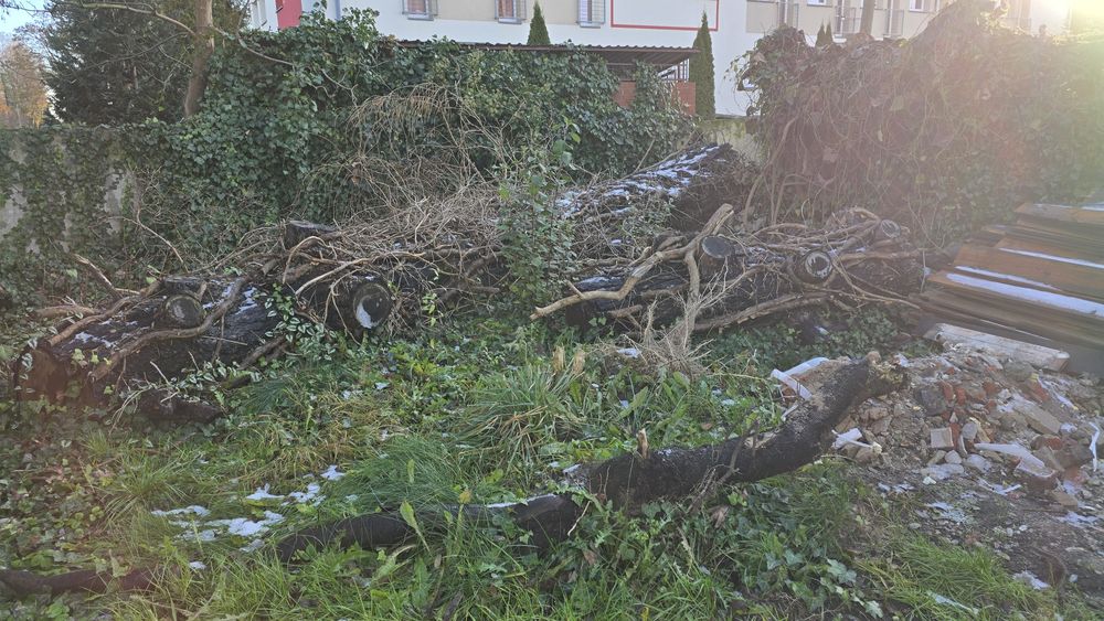 Oddam drzewo, deski.  Rezerwacja