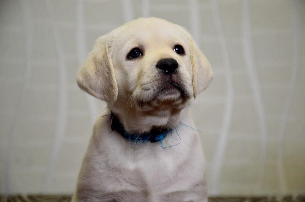 Цуценята лабрадор ретривер!