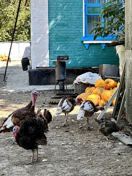 Самці індик , индюк