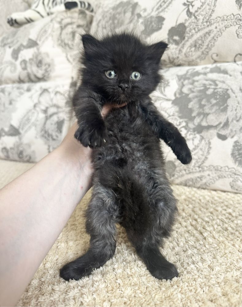 Есть выбор котяток