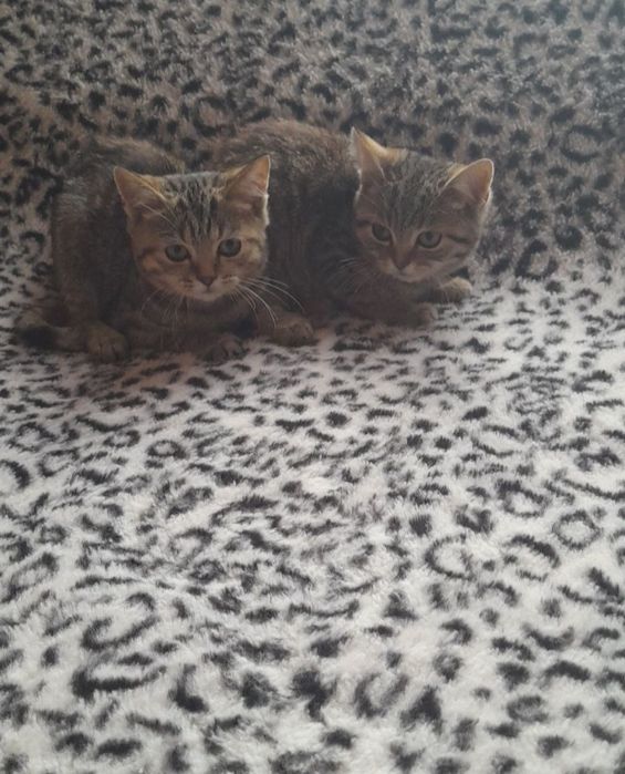 Кошенята в добрі руки