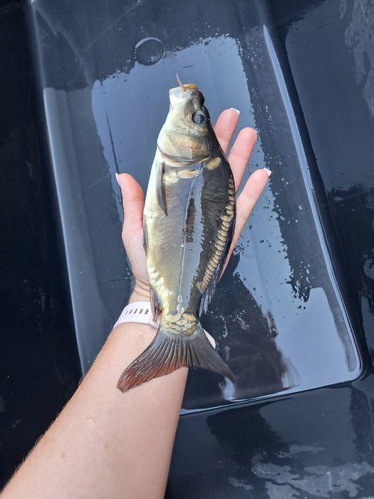 Karp kroczek 15-20