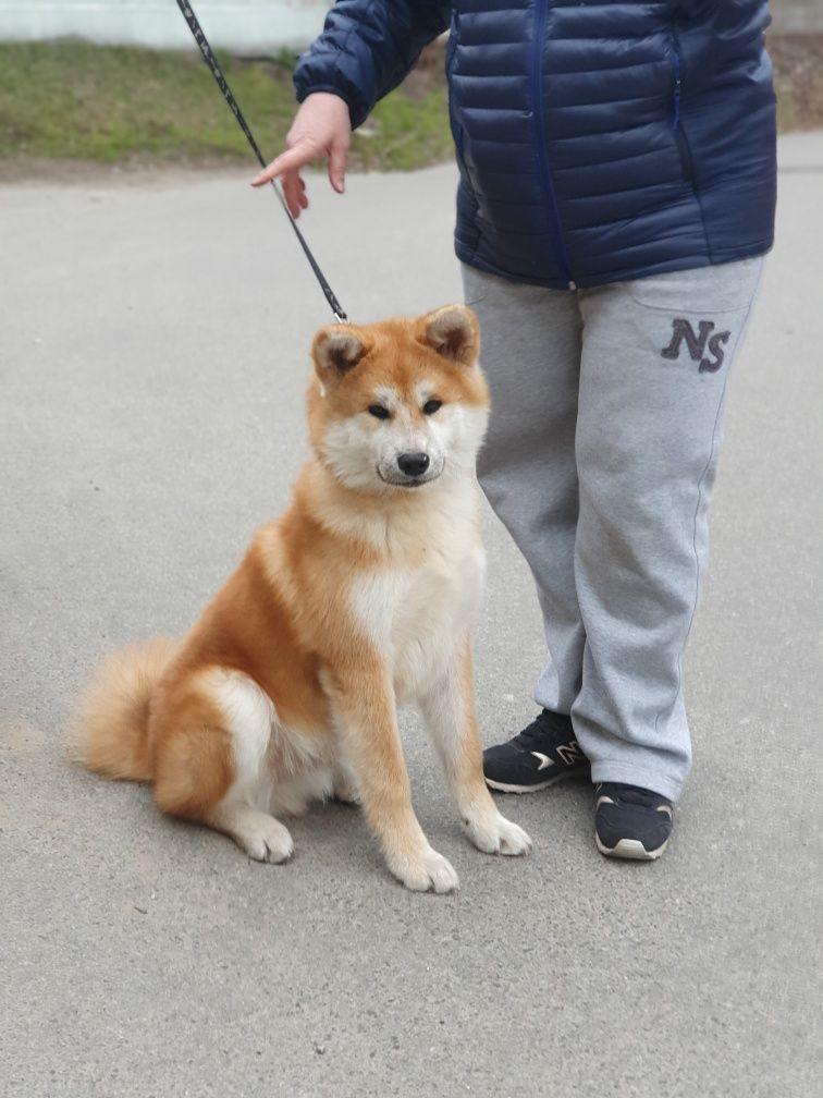 Акіта, акита ину, akita ,Хатіко