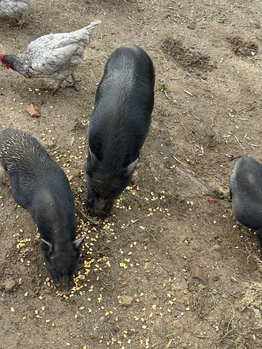 Dou porcos vietnamitas