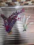 Plantas decorativas para aquário