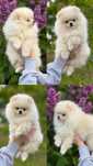 Suczka rasy pomeranian / szpic miniaturowy. Typ Misia. ZKwP / FCI