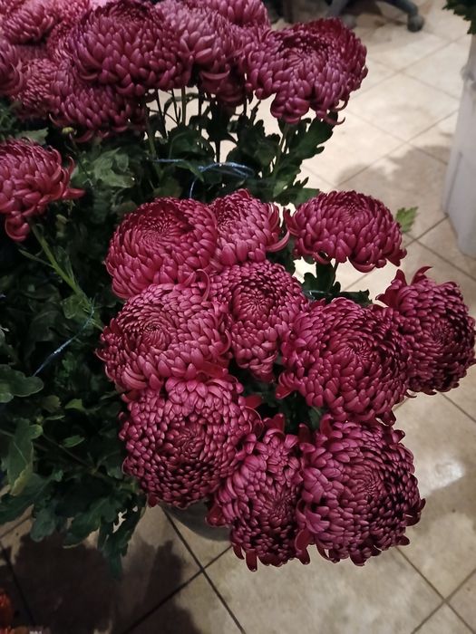 Маточне коріння хризантем