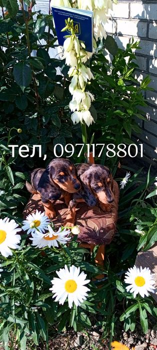 Такси міні
    Мають гарну вроду та веселу вдачу.