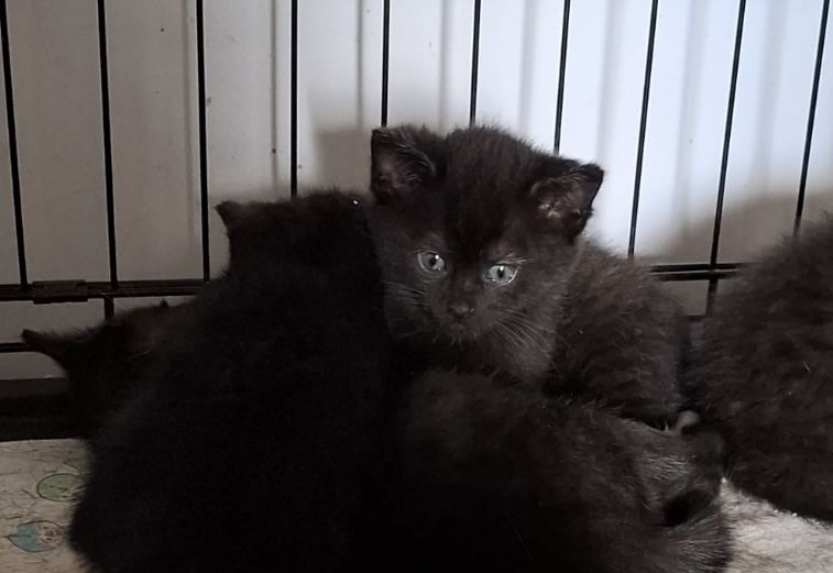 Mamy na dt prześliczne kociątka do adopcji
