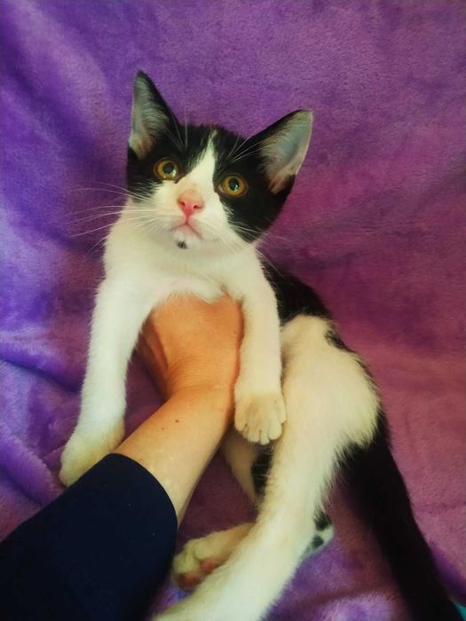 Кумедний хлопчик кошеня 5 міс. в добрі руки!