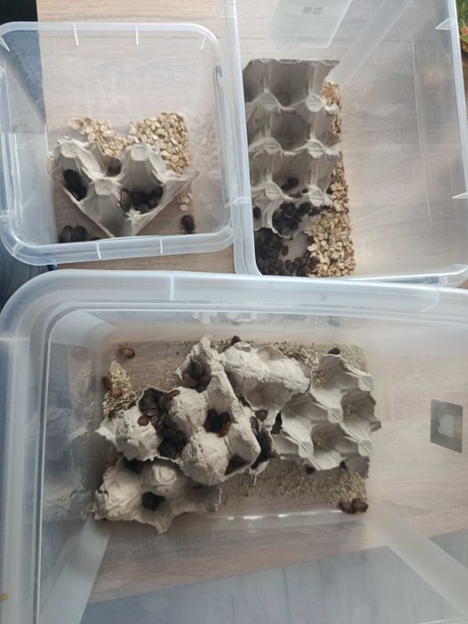 Karaczany dubie nadwyżka