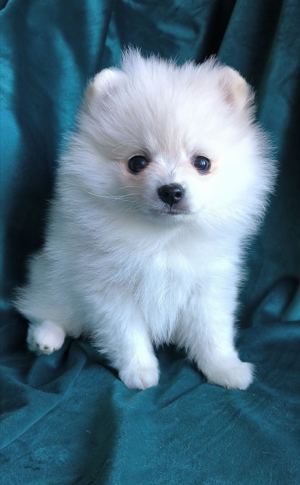 Szpic Miniaturowy - Pomeranian - Biała dziewczynka!