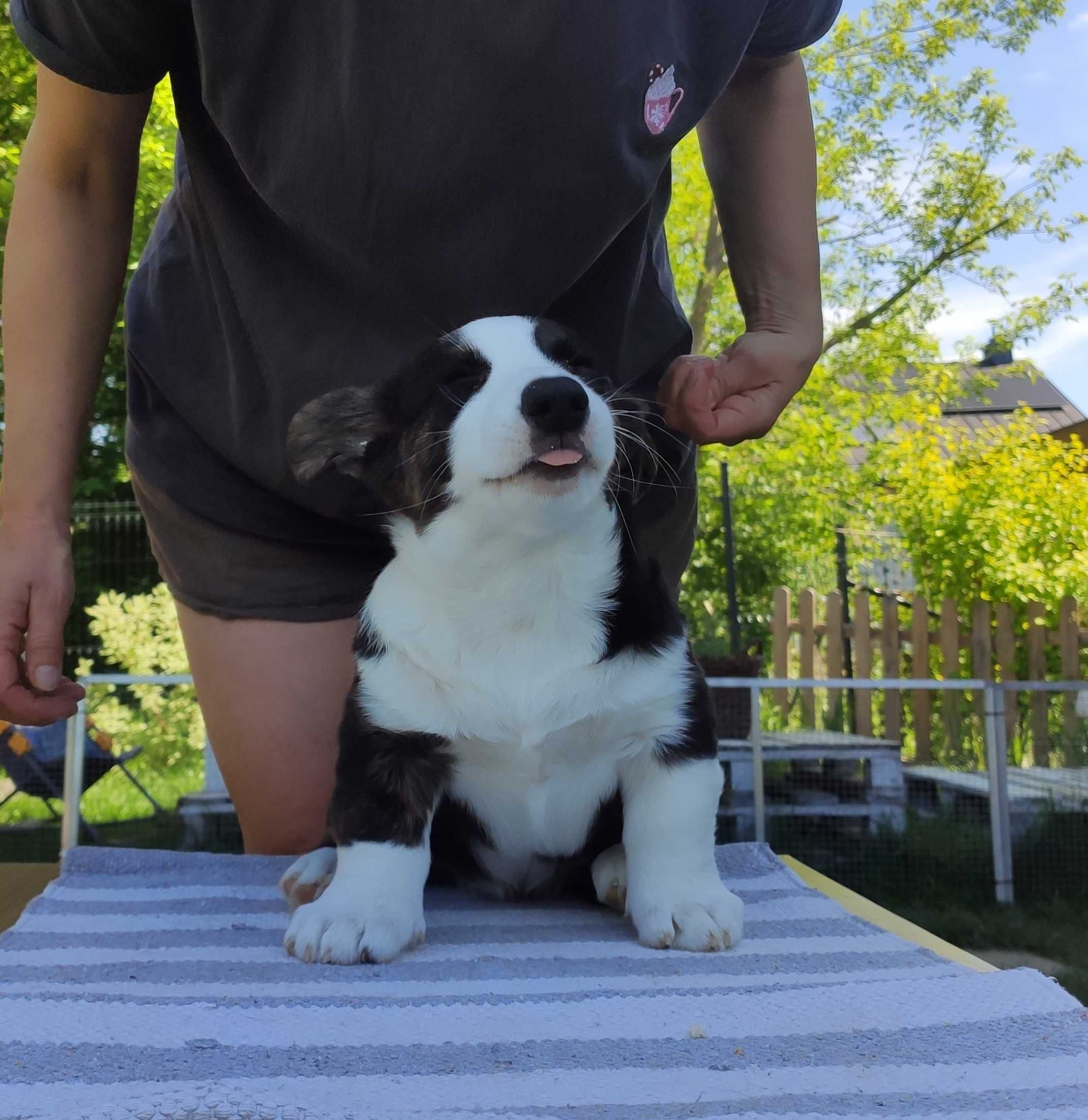 Welsh Corgi Cardigan FCI