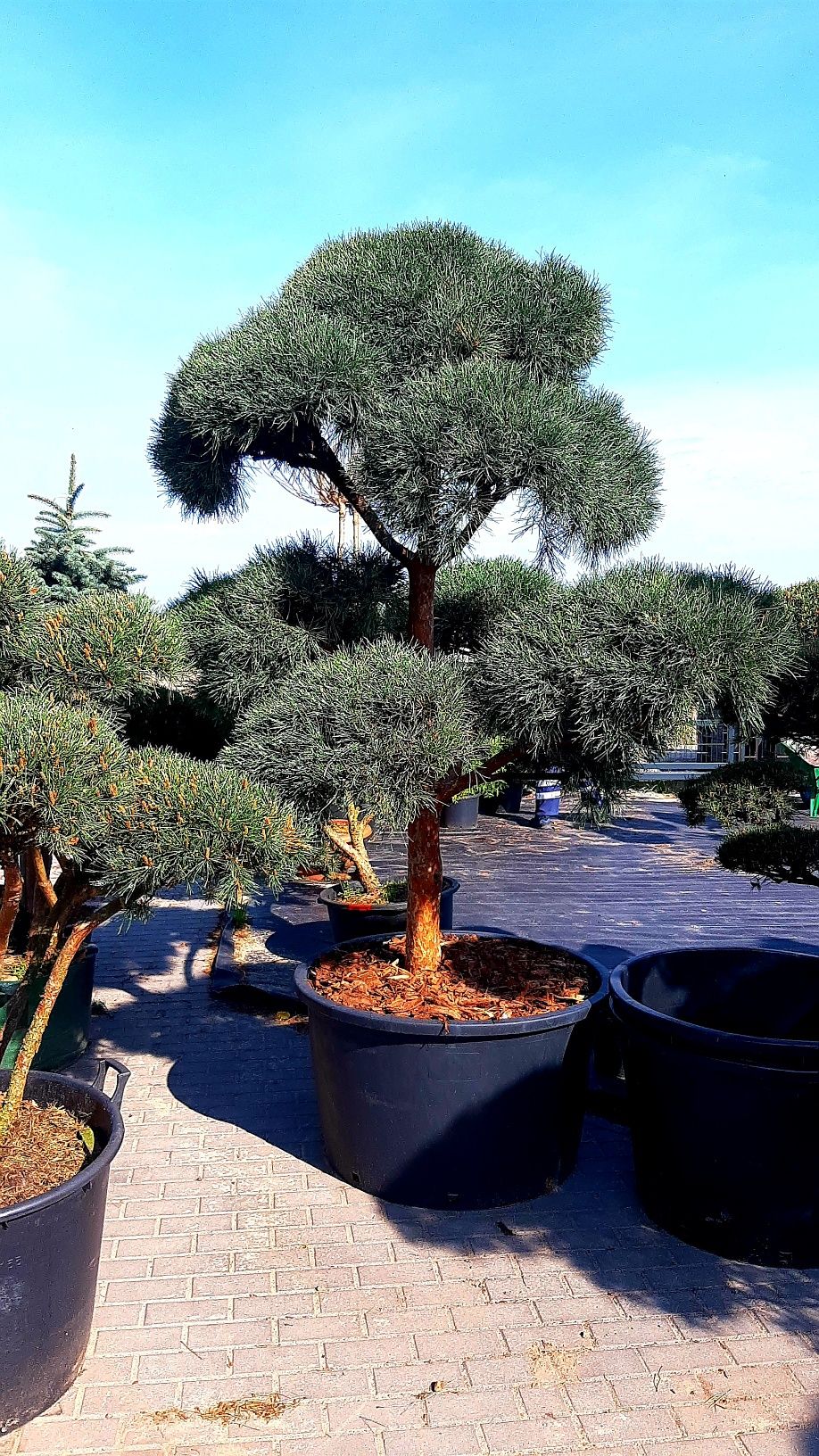 Sosna Bonsai-Niwaki XXL .Klon katalapa Szmaragd jałowiec cis tuja buk