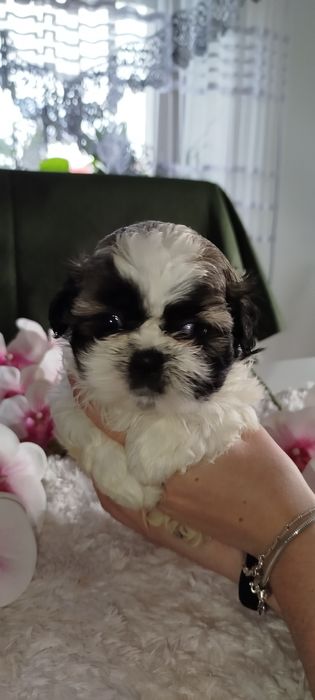Śliczna suczka Shih Tzu gotowa do zmiany domku