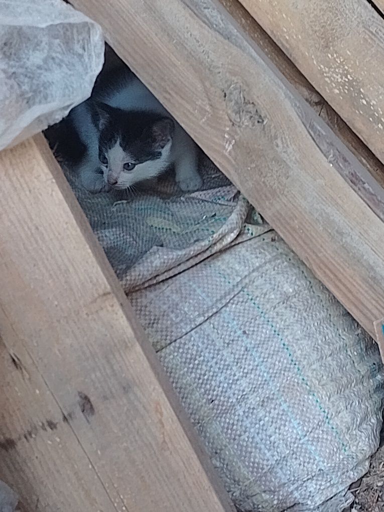 Oddam kotki w dobre ręce