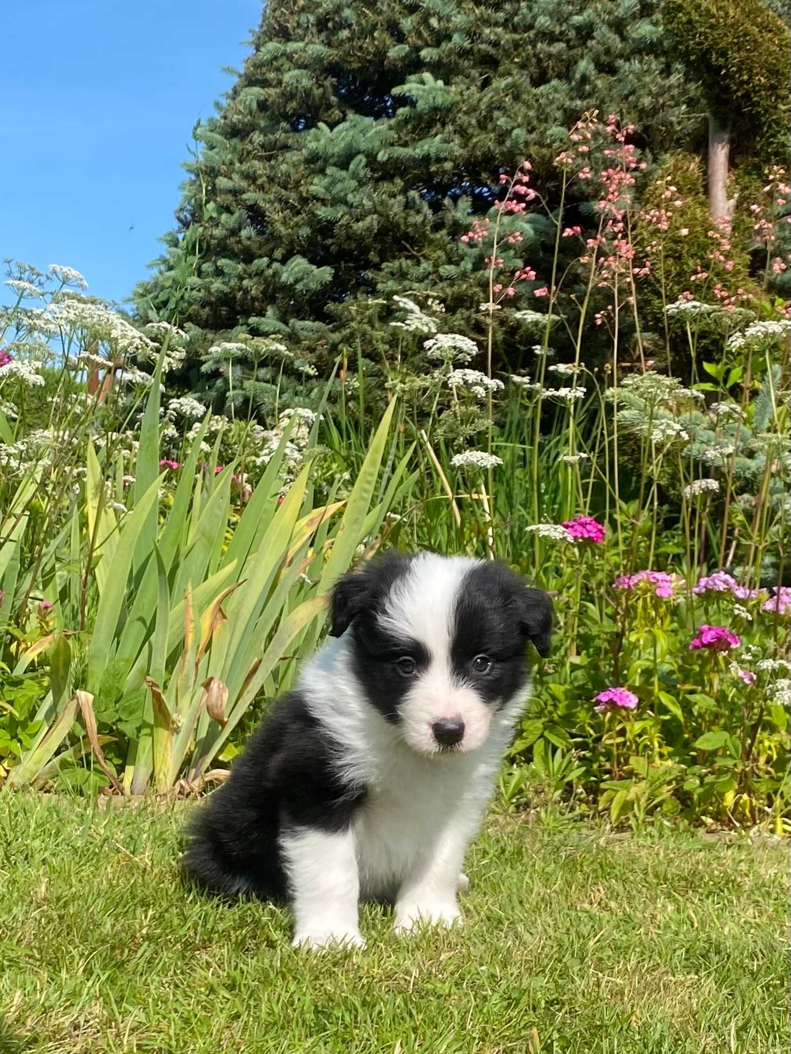 Szczeniak Border Collie ZKwP/FCI-piesek
