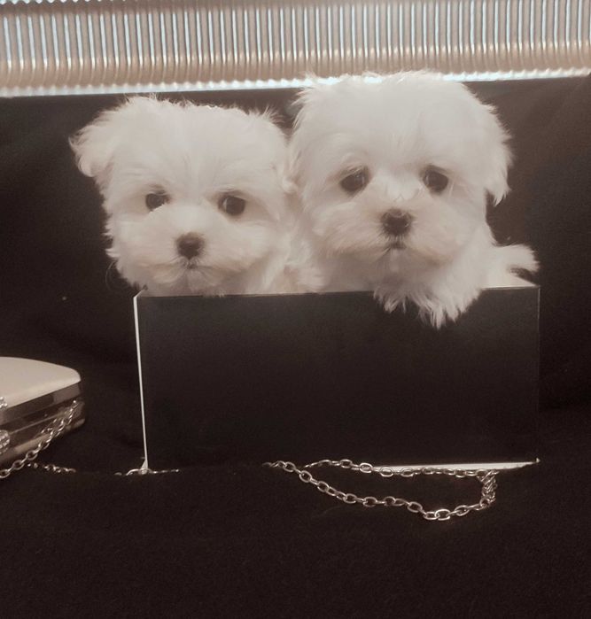 maltańczyk mini suczka Warszawa Maltańczyki