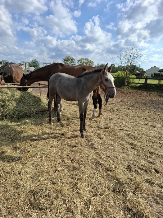 Sprzedam ogierka odsadka rasy sp