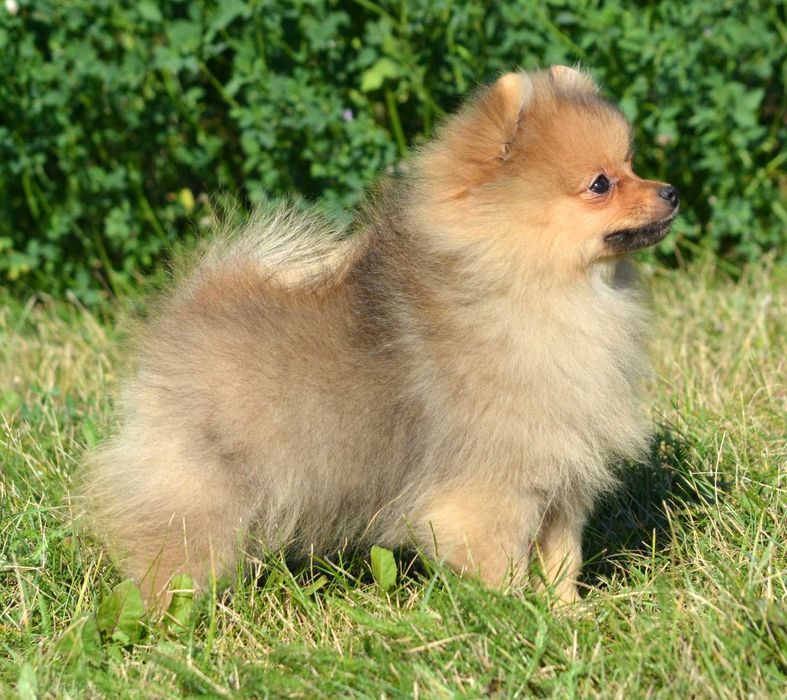 Szpic Miniaturowy Pomeranian śliczny piesek Codi ZKwP FCI