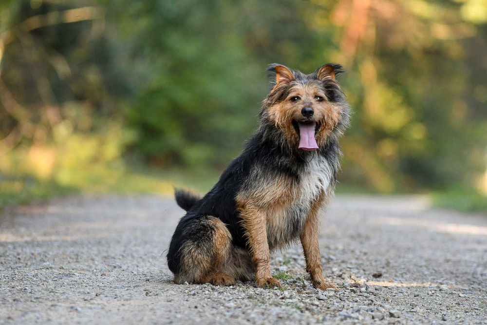 RAZER - żywiołowy, terierkowy, idealny dla aktywnych