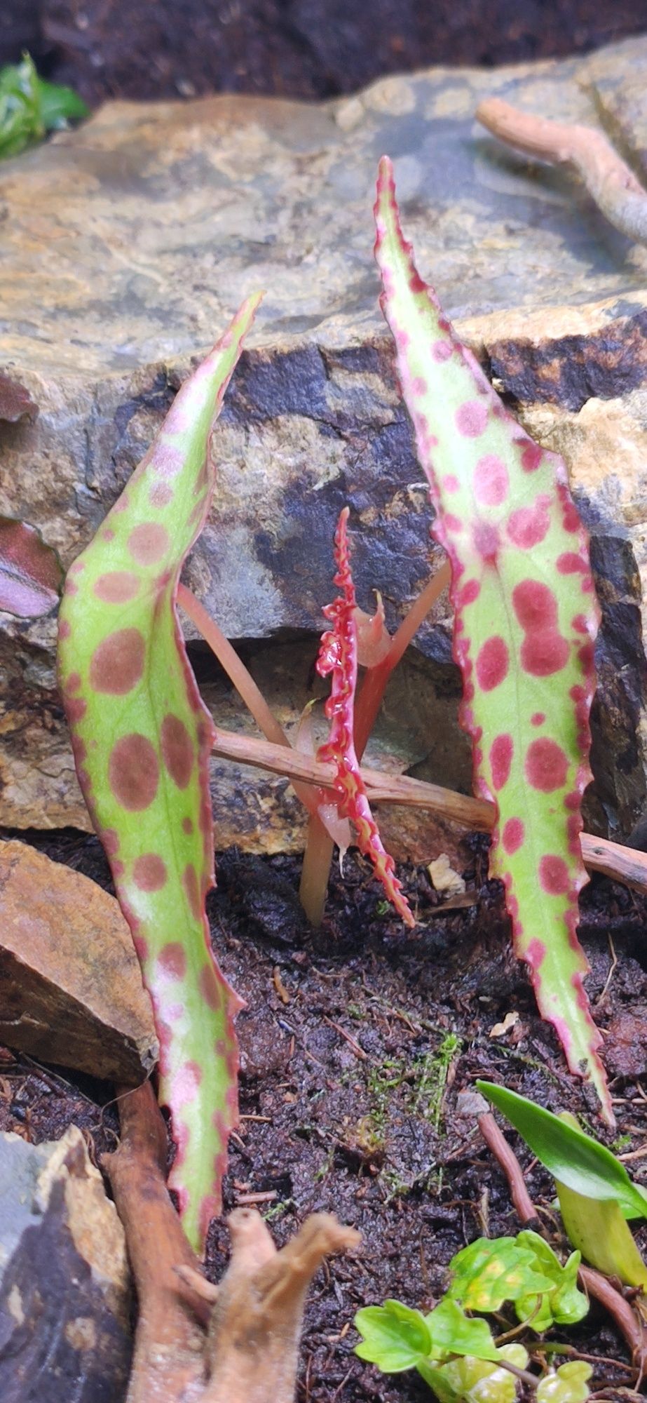 Bio-terrários em pote