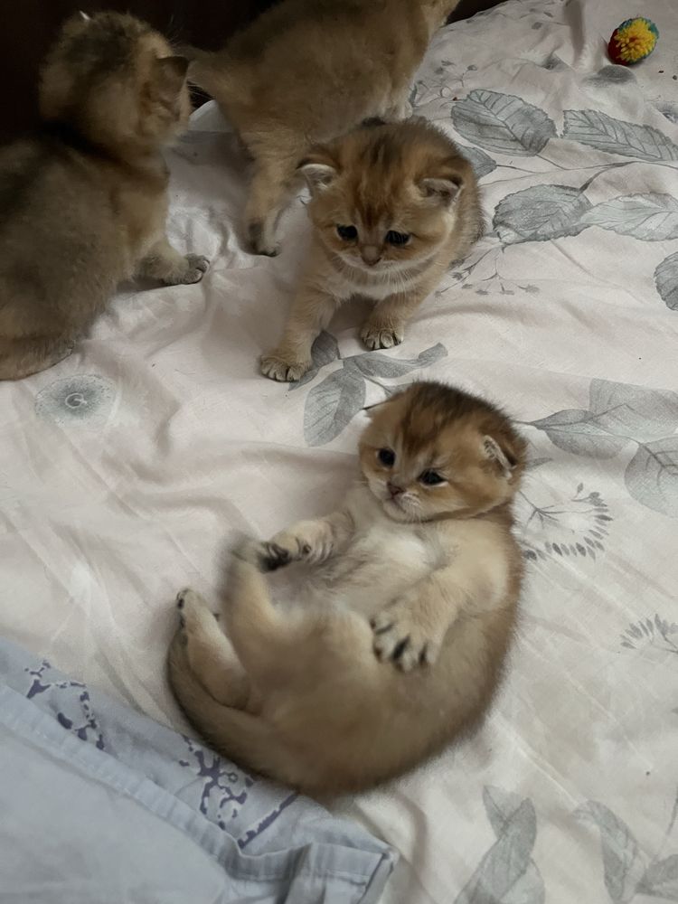Шотландські кошенята золота шиншила